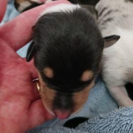 Tri Girl 1 - Black white and tan female Collie puppy in Nunn, Colorado from Kingsgift Collies