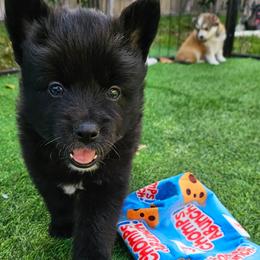 Moose - Black male Pomsky puppy in Southern California, California from SoCal Pomskies LLC