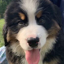 Bernese Mountain Dog Puppies from D’S Bernese Mountain Dogs