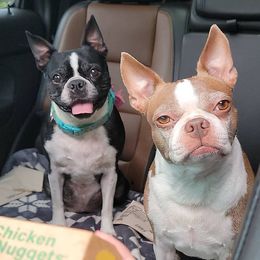 Boston Terriers from K & B Bostons