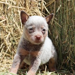 Jesse - Red speckled female Australian Cattle Dog puppy in Tucson, Arizona from Socattleranch’s Corgi’s