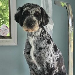 Lola - Aussiedoodle