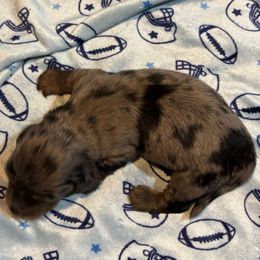 Trunk - Dapple male Dachshund puppy in Florence County, South Carolina from Modern Family Standards
