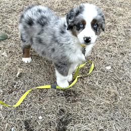 Herbie - Blue merle male Australian Shepherd puppy in Vail, Iowa from Homegrown Huskies