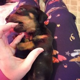 Dachshund Puppies from White River Valley Kennel