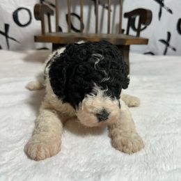 Girl 2 - Parti female Poodle puppy in Luana, Iowa from Country View Bernedoodles and Goldendoodles