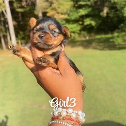 Girl3 - Black and gold female Yorkshire Terrier puppy in Louisburg, North Carolina from Nell’s Adorable Yorkshire’s
