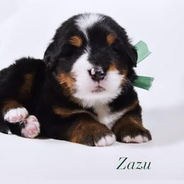 Bernese Mountain Dog Puppies from Swiss Berner Bears