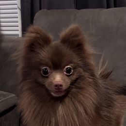 Bass - Pomeranian