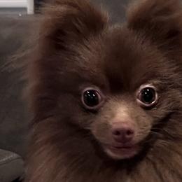 Bass - Pomeranian