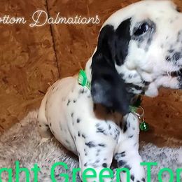 Girl Toph Light Green - White and black Dalmatian puppy in Thayer, Missouri from Spotty Bottom Dalmatians