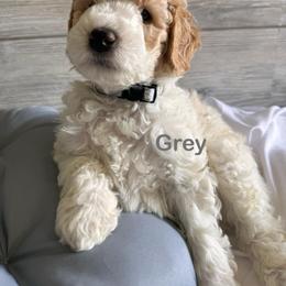 Bernedoodle, Cockapoo, and Goldendoodle Puppies from Avery Doodle Day LLC