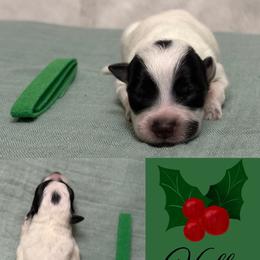 Holly - Blue mottled female Australian Cattle Dog puppy in Seneca, Missouri from MO Morningstar Heelers