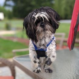 Theo - Shih Tzu