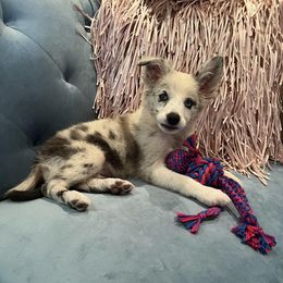 American Corgi, Border Collie, and Pembroke Welsh Corgi Puppies from Cowtown Corgis & Border Collies