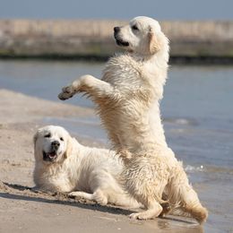 Golden Retrievers from Fox Meadow English Cream Goldens