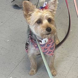 Mya - Yorkshire Terrier
