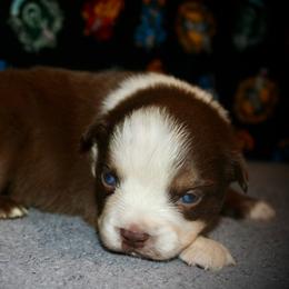 Mint - Red tri-color female Australian Shepherd puppy in El Dorado Springs, Missouri from HP Aussie Kennels