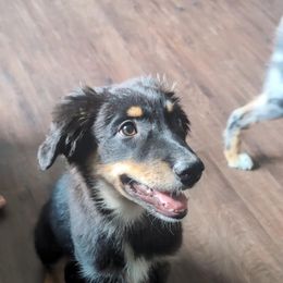 J.T. - Black tri-color male Australian Shepherd puppy in Elverson, Pennsylvania from Blosenski Aussies