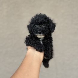 Winslow - Black male Poodle puppy in Deltona, Florida from Poodles by CNC