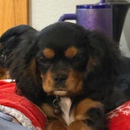 Rolo - Black and tan male Cavalier King Charles Spaniel puppy in Kirksville, Missouri from Royal Country Cavaliers of Missouri