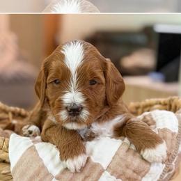 Green collar boy - Red  male Goldendoodle puppy in Newcastle, Oklahoma from Ritzy Creek Doodles