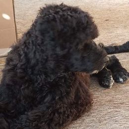 Pinta - Portuguese Water Dog