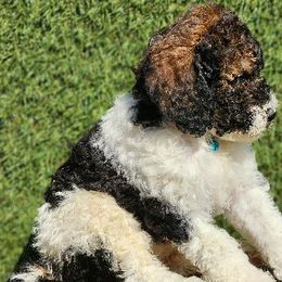 Mr. Cookiedough - Bernedoodle puppy in Ocala, Florida from Prime Time Bernedoodles