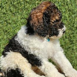 Mr. Cookiedough - Bernedoodle puppy in Ocala, Florida from Prime Time Bernedoodles