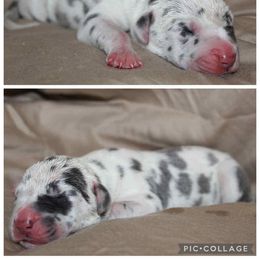 Benedict - Harlequin male Great Dane puppy in Spokane, Washington from Phoenix Family Danes