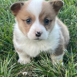 Dilly - Red female Pembroke Welsh Corgi puppy in Mount Carmel, Tennessee from Hidden View Farm