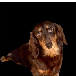 Joplin - Dachshund