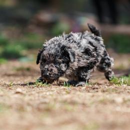 Breeze - Black merle male Mudi puppy in Franklinville, New Jersey from Velaris