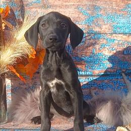 Girl 5 - Black female German Shorthaired Pointer puppy in Laporte, Minnesota from Northern Odyssey Gun Dogs