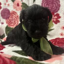 Female 4 - Black female Miniature Schnauzer puppy in Granville, Ohio from Shull Mini Schnauzers