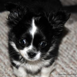 Chihuahua Puppies from Happy Little Chihuahuas