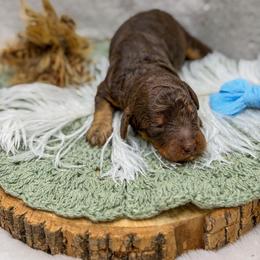 Fisher - Phantom male Goldendoodle puppy in Williamson, New York from Lakeside Doodles