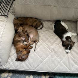 Dachshund Puppies from Bella’s Puppies