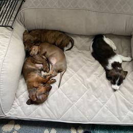 Dachshund Puppies from Bella’s Puppies