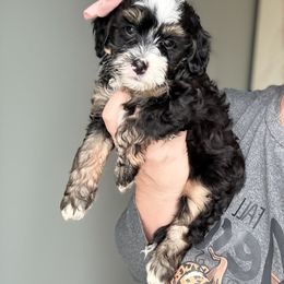 Emily - Tri-color female Bernedoodle puppy in Marion, Ohio from Doodles & Doxies