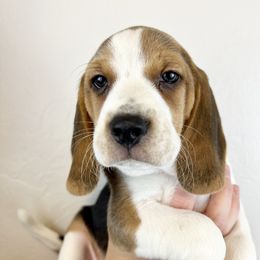 Beagles from Idaho Creekside Beagles