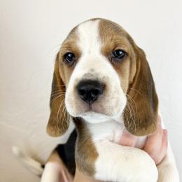Beagles from Idaho Creekside Beagles