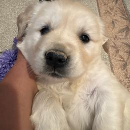 Asa - Light golden female Golden Retriever puppy in Grant County, Indiana from On The Sunny Side Pavey Farms