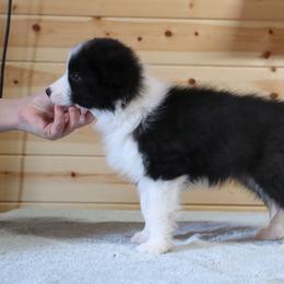 AKC Grand Champion Sired (Timmy) - Black male Border Collie puppy in Noble, Oklahoma from CheckItOut Border Collies