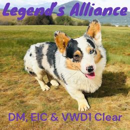 Legend - American Corgi