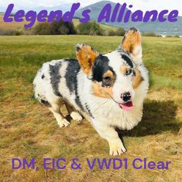 Legend - American Corgi