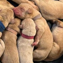 Lilac - Yellow female Labrador Retriever puppy in Rock Hill, South Carolina from North Star Retrievers