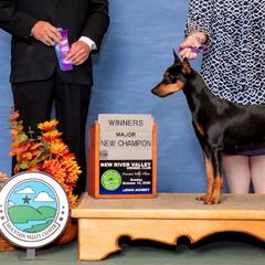 Gossip - German Pinscher