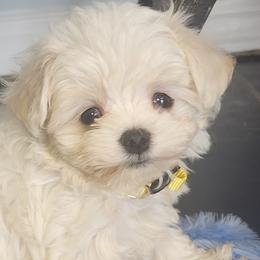 Maltese puppies from My Precious Pups