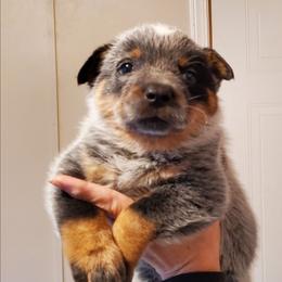 Half mask blue - Blue male Australian Cattle Dog puppy in Lenoir, North Carolina from Blue Coyote Ranch